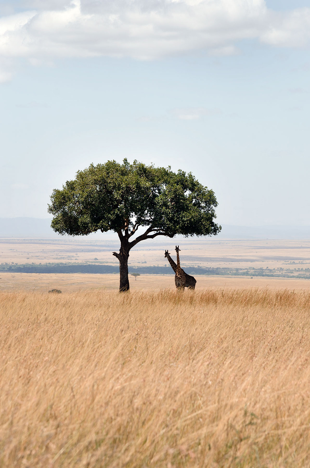 kenya masai mara: come organizzare un safari
